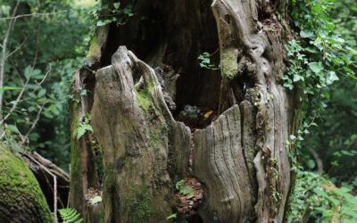 Ars Gaia: Escapadas Creativas en la Naturaleza para tu Bienestar